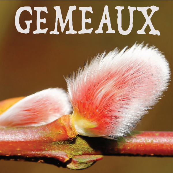 Gémeaux février 2024