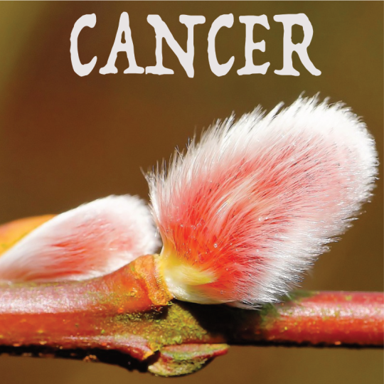 Cancer février 2024