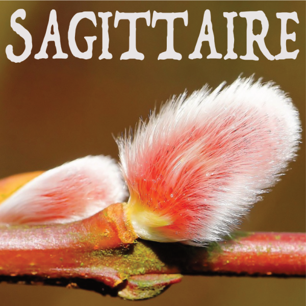 Sagittaire février 2024