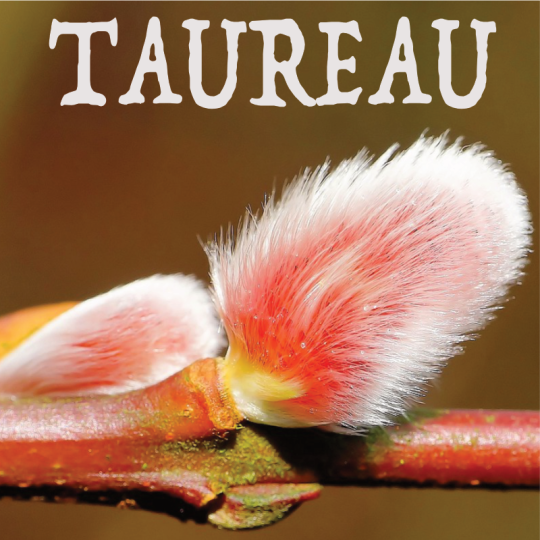 Taureau février 2024