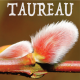 Taureau février 2024