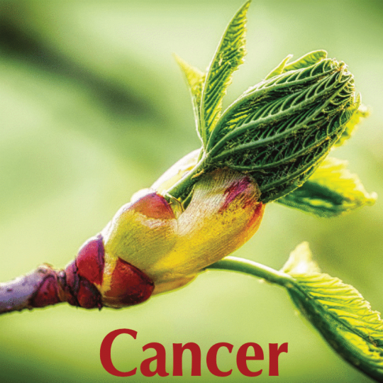 Cancer avril 2024
