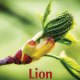 Lion avril 2024