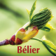 Bélier avril 2024