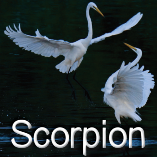 Scorpion VSC oct.-nov. 2021