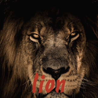 Lion Projection 1er semestre 2022