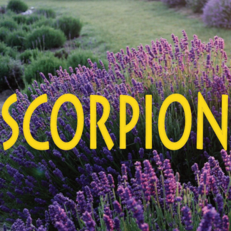 Scorpion Septembre 2022