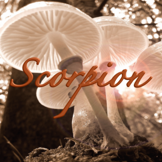 Scorpion Octobre 2022