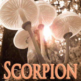Scorpion octobre 2023