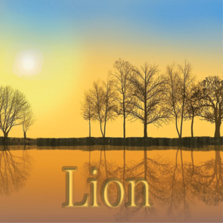 Lion novembre 2023