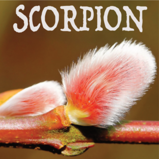 Scorpion février 2024